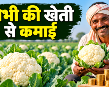 Gobhi Ki Kheti Se Kamai