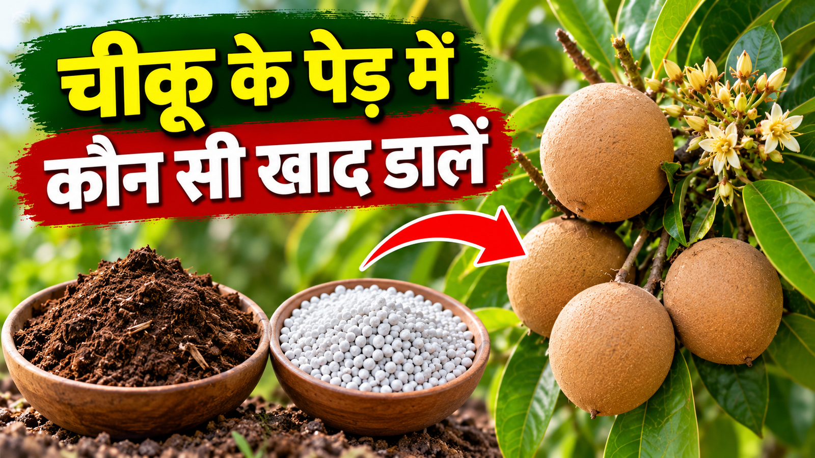 चीकू के पेड़ में कौन सी खाद डालें, खाद डालने का सही तरीका Chikoo Ke Ped Mein Kaun Si Khad Dalein