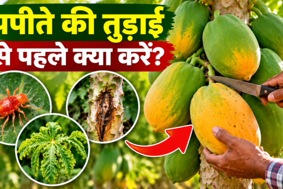 Papita Ki Tudai Se Pehle Kya Kare