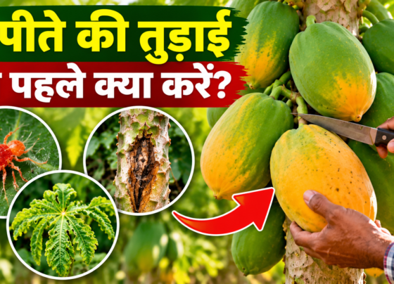 Papita Ki Tudai Se Pehle Kya Kare