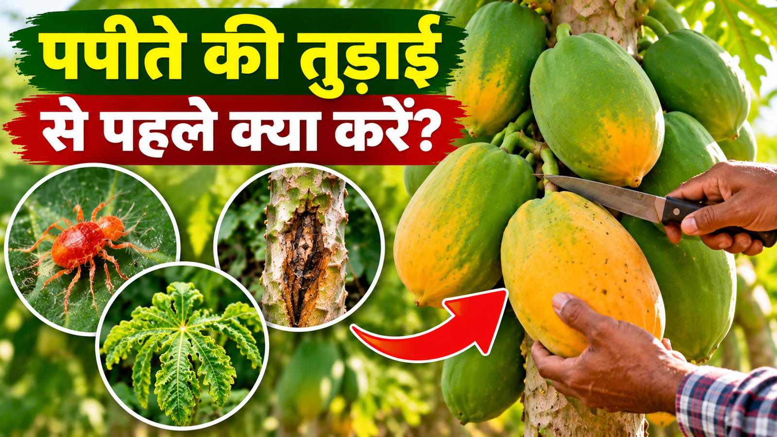 पपीते की तुड़ाई से पहले क्या करें? जानें रोगों से बचाव और फल खराब होने से रोकने के उपाय Papita Ki Tudai Se Pehle Kya Kare