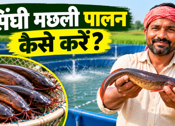 Singhi Machhli Palan Kaise Kare