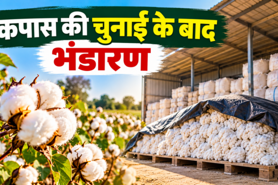 Kapas Ki Chunai Ke Baad Bhandaran