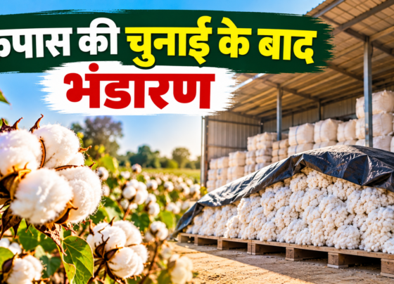 Kapas Ki Chunai Ke Baad Bhandaran