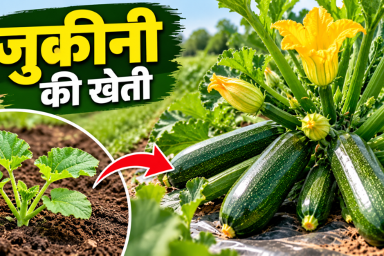Zucchini Ki Kheti Kaise Kare