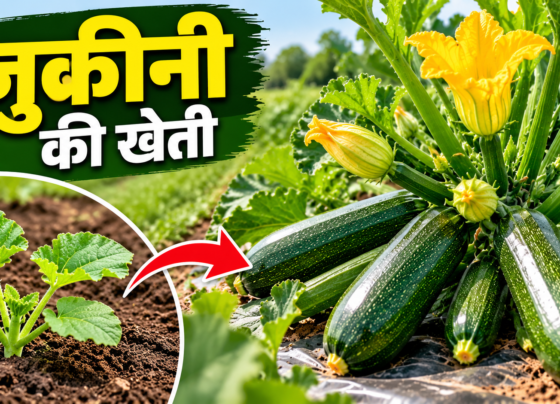 Zucchini Ki Kheti Kaise Kare