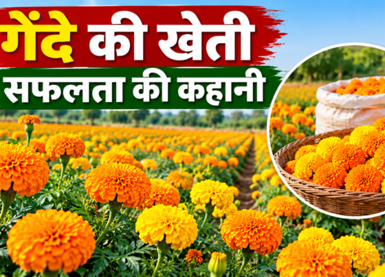 Dharmendra Malakar Gende Ki Kheti Success Story