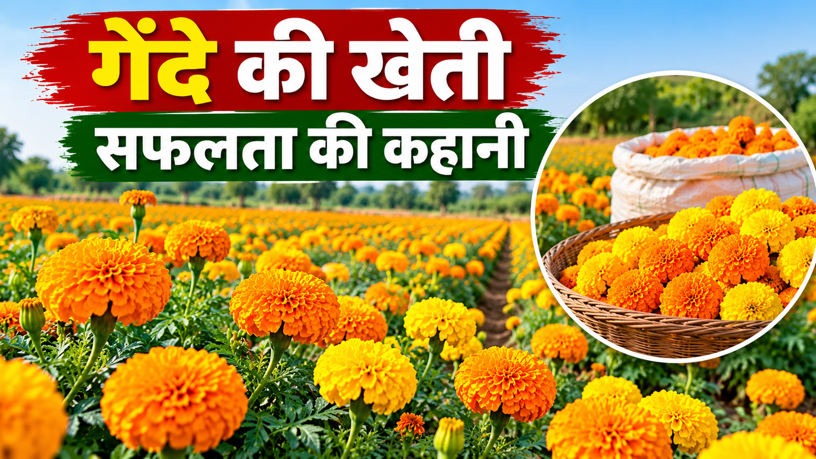 बिहार के किसान धर्मेंद्र मालाकार ने 2 बीघा में फूलों की खेती से सालाना ₹3 लाख तक कमाई Dharmendra Malakar Gende Ki Kheti Success Story