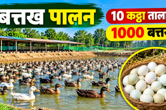 Ramakant Kumar Duck Farming Success Story