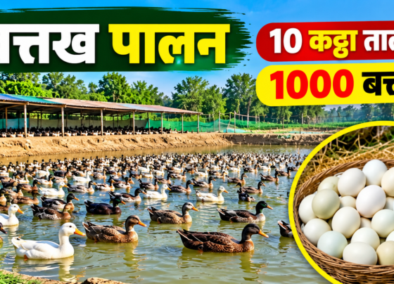 Ramakant Kumar Duck Farming Success Story
