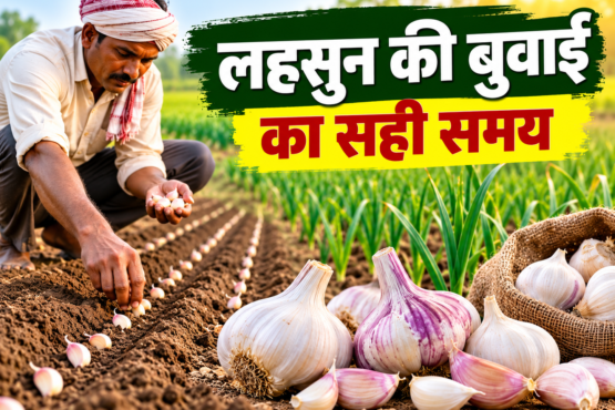 Lahsun Ki Buwai Ka Sahi Samay