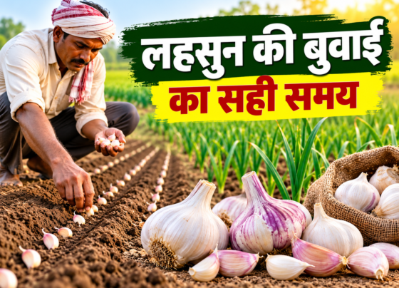 Lahsun Ki Buwai Ka Sahi Samay