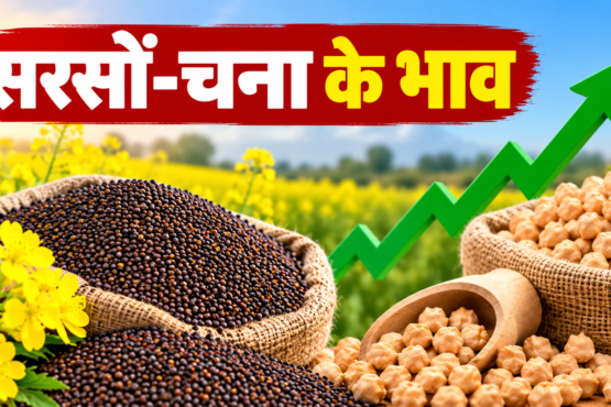 Sarson Aur Chane Ke Mandi Bhav