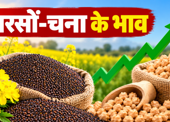 Sarson Aur Chane Ke Mandi Bhav