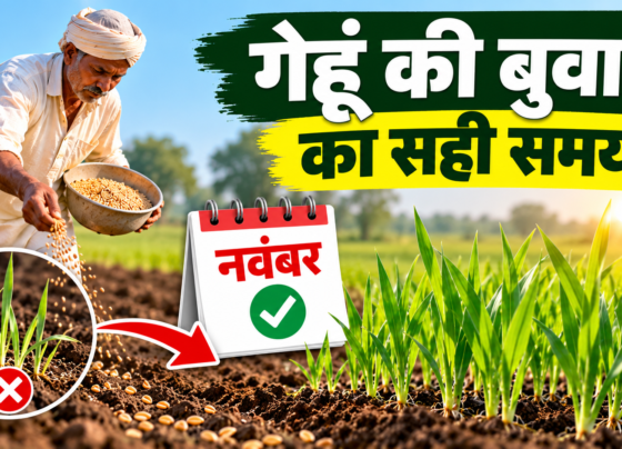 Gehu Ki Buwai Ka Sahi Samay