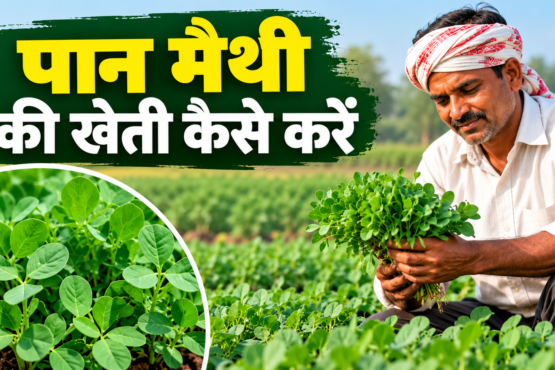 Paan Methi Ki Kheti Kaise Karein