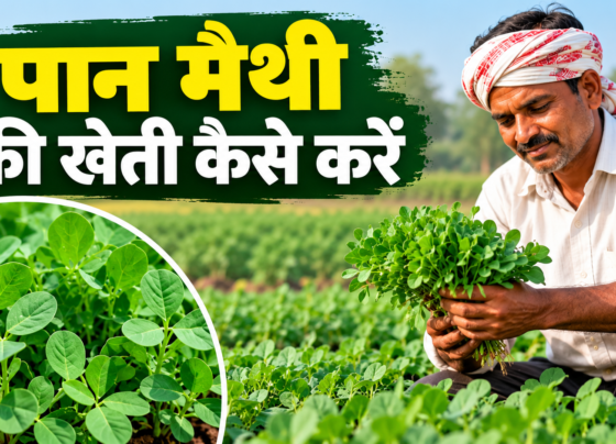 Paan Methi Ki Kheti Kaise Karein