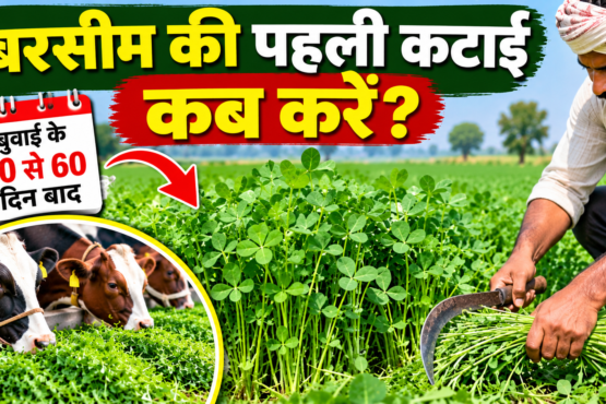 Barsim Ki Pehli Katai Kab Karein?