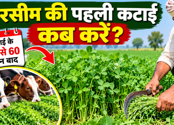 Barsim Ki Pehli Katai Kab Karein?