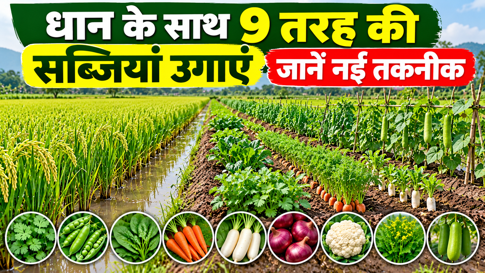 धान के साथ 9 तरह की सब्जियां उगाएं, जानें ब्रॉड बेड तकनीक से खेती करने का तरीका Dhaan Ke Saath 9 Tarah Ki Sabjiyan Ugayen