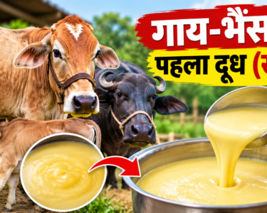 Gaay Bhains Ka Pehla Doodh Khees