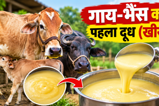 Gaay Bhains Ka Pehla Doodh Khees