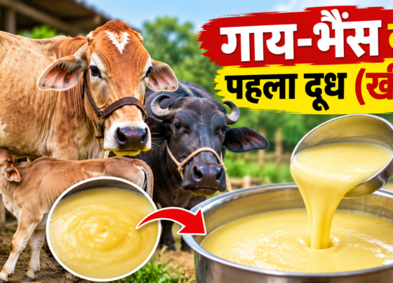 Gaay Bhains Ka Pehla Doodh Khees
