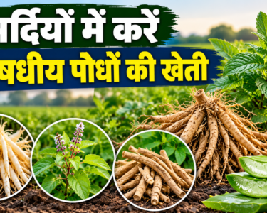 Sardi Mein Aushadhiya Paudhon Ki Kheti