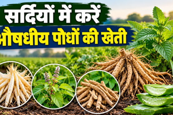 Sardi Mein Aushadhiya Paudhon Ki Kheti