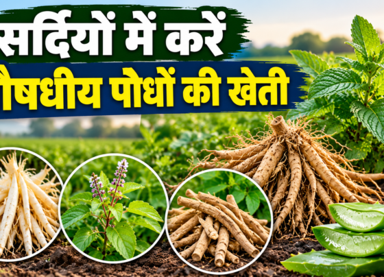 Sardi Mein Aushadhiya Paudhon Ki Kheti
