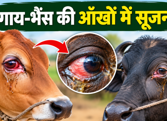 Gay Bhains Ki Aankhon Mein Sujan