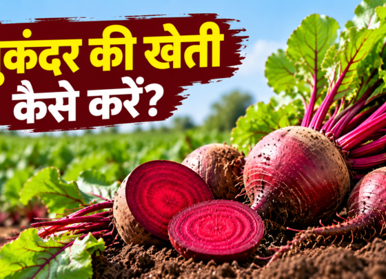 Chukandar Ki Kheti Kaise Kare?