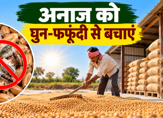 Anaaj Ko Ghun Aur Fafundi Se Kaise Bachaye?