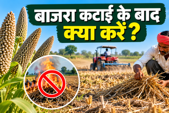 Bajra Katai Ke Baad Kya Karein?