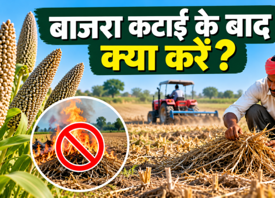 Bajra Katai Ke Baad Kya Karein?