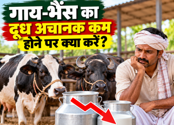 Gaay Bhains Ka Doodh Achanak Kam Hone Par Kya Karein?