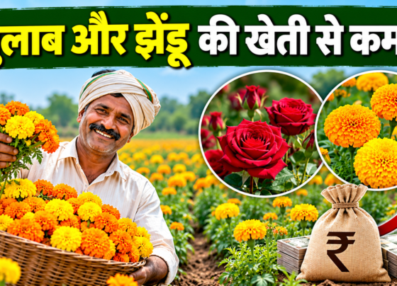 Gulab Aur Jhendoo Ki Kheti Se Kamai