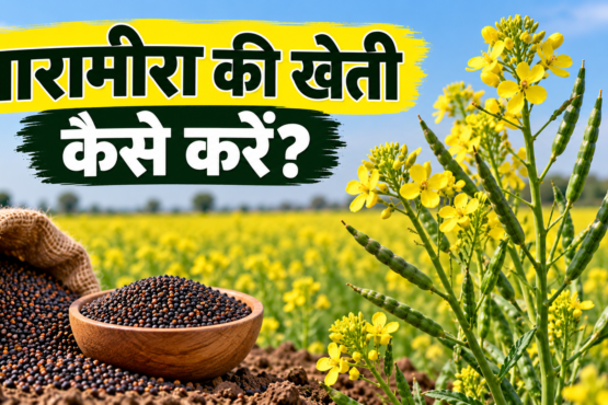 Tarameera Ki Kheti Kaise Karein?