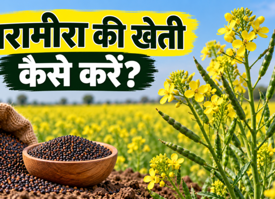 Tarameera Ki Kheti Kaise Karein?