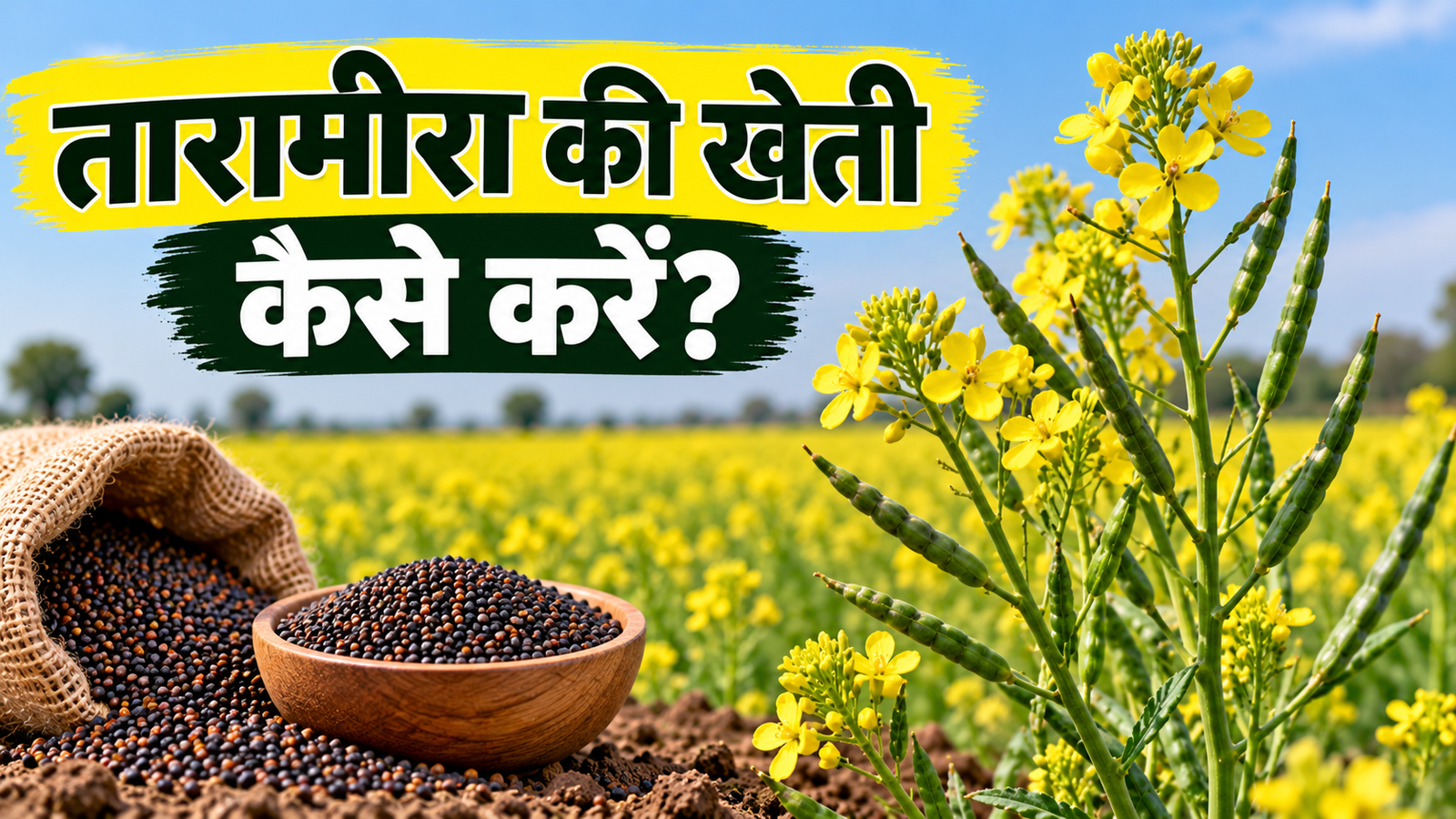 तारामीरा की खेती कैसे करें? जानें बुवाई से कटाई तक की पूरी जानकारी Tarameera Ki Kheti Kaise Karein?