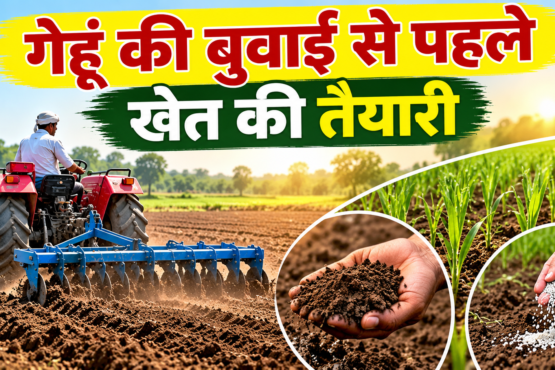 Gehu Ki Buwai Se Pehle Khet Ki Taiyari