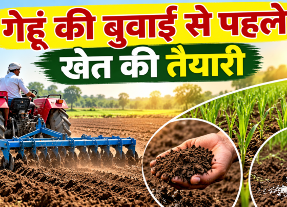 Gehu Ki Buwai Se Pehle Khet Ki Taiyari