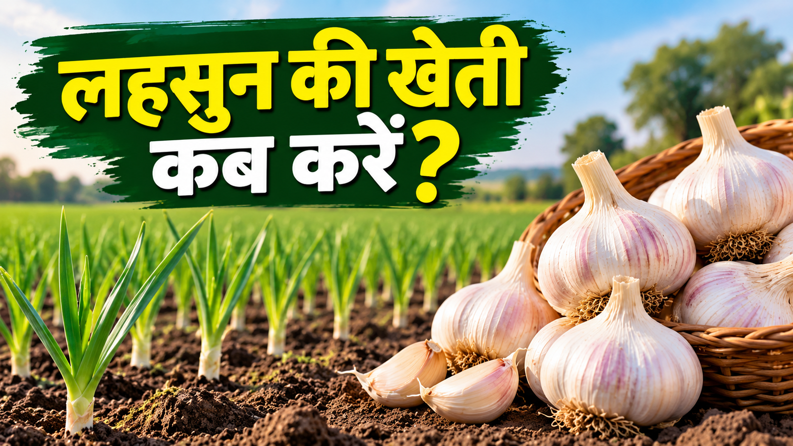 लहसुन की खेती कब करें? जानिए सही समय, मिट्टी और बुवाई का तरीका  Lahsun Ki Kheti Kab Karein?