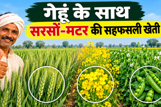 Gehu Ke Sath Sarson Matar Ki Sahfasli Kheti