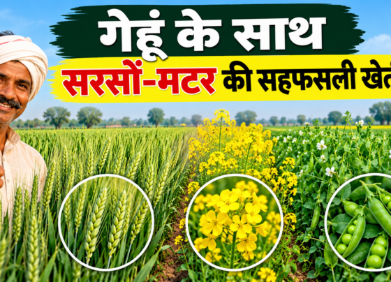 Gehu Ke Sath Sarson Matar Ki Sahfasli Kheti