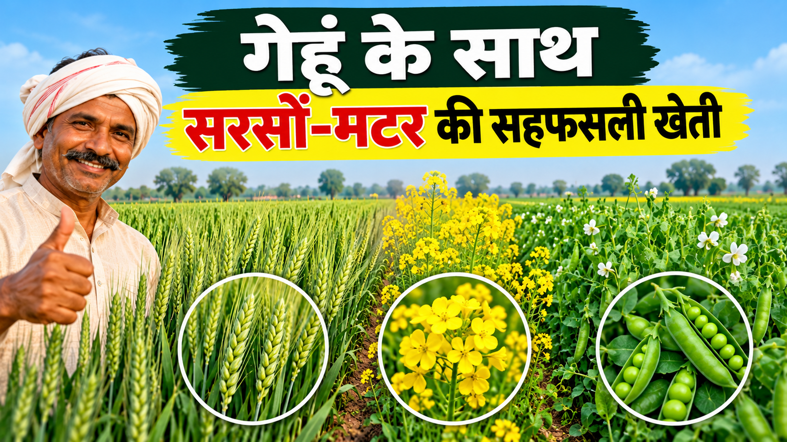 गेहूं के साथ सरसों-मटर की सहफसली खेती से घटाएं लागत, बढ़ाएं मुनाफा Gehu Ke Sath Sarson Matar Ki Sahfasli Kheti