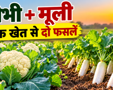 Gobhi Ke Sath Mooli Ki Mishrit Kheti