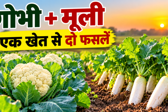 Gobhi Ke Sath Mooli Ki Mishrit Kheti
