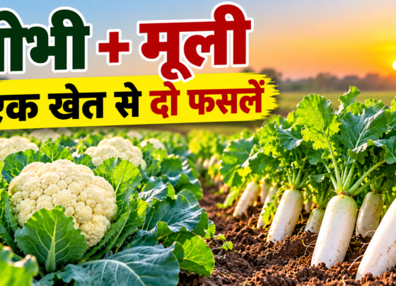 Gobhi Ke Sath Mooli Ki Mishrit Kheti