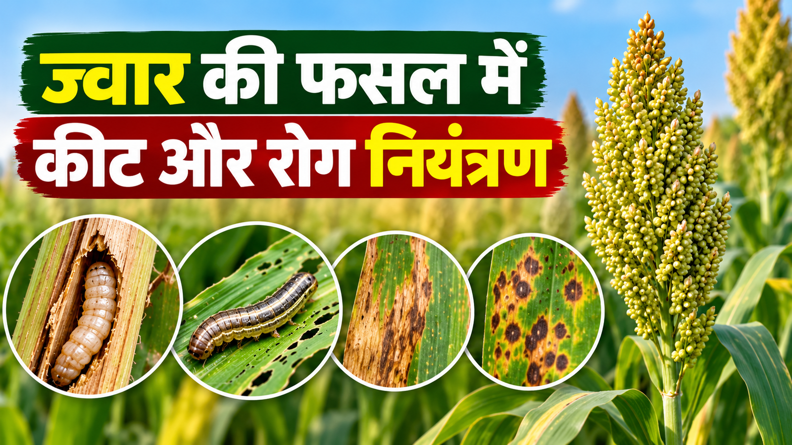 ज्वार की फसल में तना छेदक, सैनिक कीट और झुलसा रोग से बचाव के उपाय Jwar Ki Fasal Mein Keet Aur Rog Niyantran